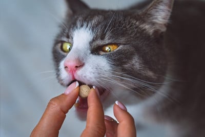 一位妇女给生病的家猫吃药。药的宠物。维生素对动物。驱虫剂的宠物。