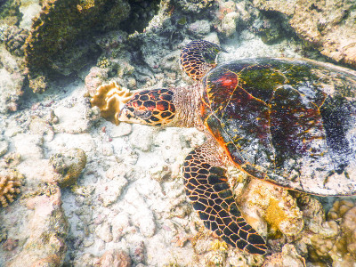乌龟和浮游生物