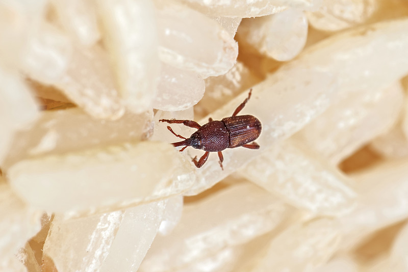 米象虫或米象虫在生米上的微距照片
