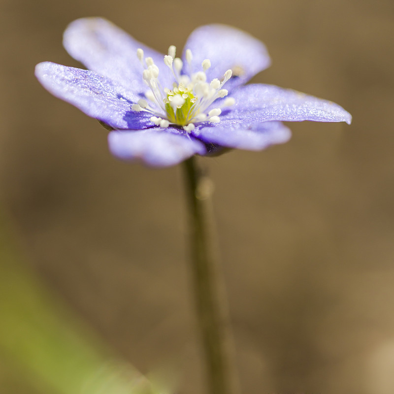 春花大肝片