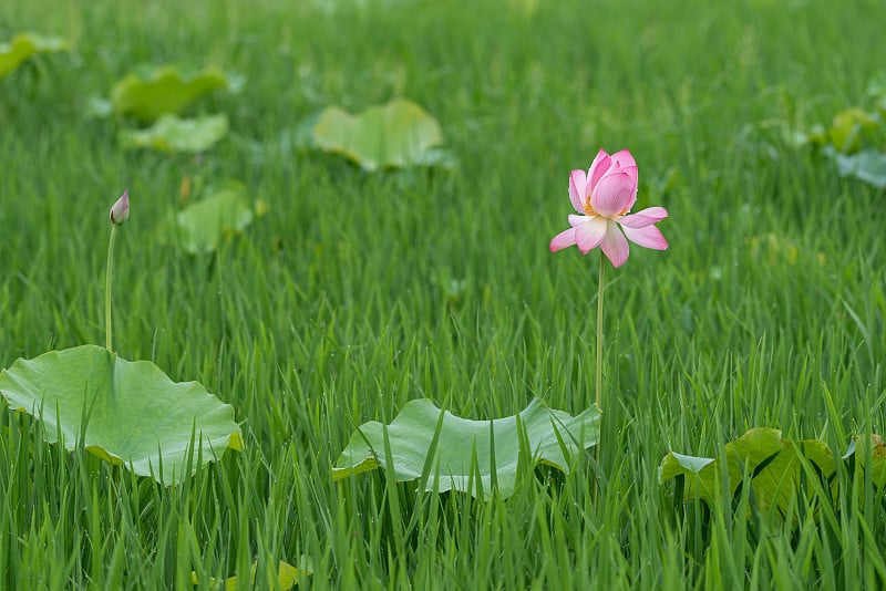 在雨天的田野里，粉红色的荷花缀满了雨滴