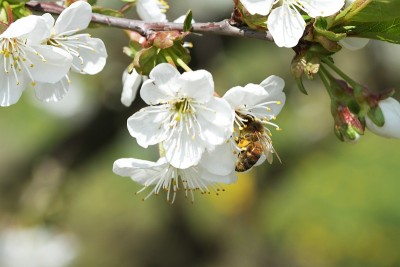 蜜蜂在花上苹果
