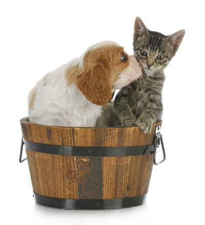 小狗和小猫