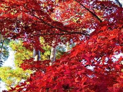 11月。秋天终于来到了东京地区，展现了它所有的辉煌。