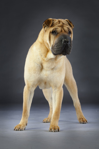 Sharpei狗