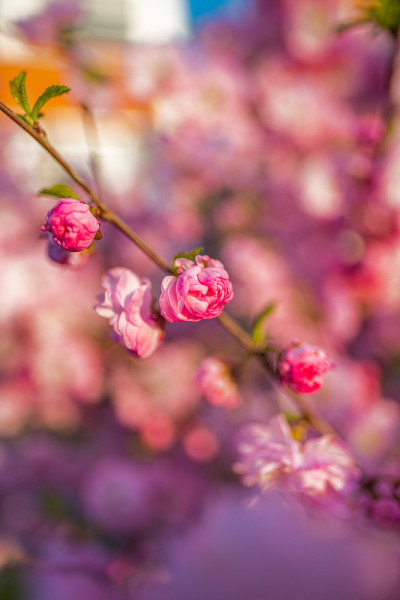 东方或日本樱花。