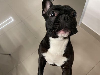 法国斗牛犬