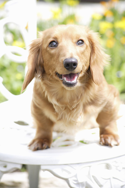 迷你腊肠犬