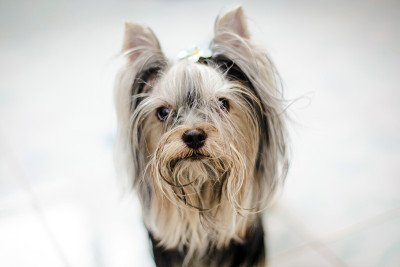 约克郡犬
