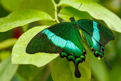 宏观美丽蝴蝶Papilio palinurus