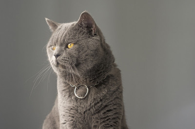 可爱的繁殖猫