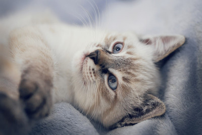 俯视图，一只小猫躺在毯子上。