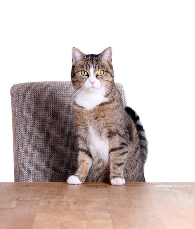 可爱的猫在桌子上