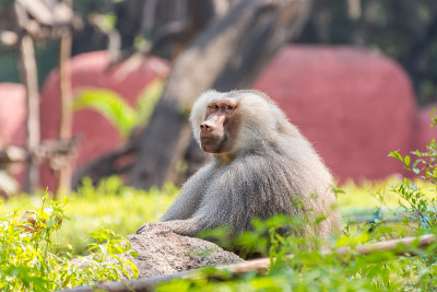 An adult male hamadryas baboon sitting on rock  in