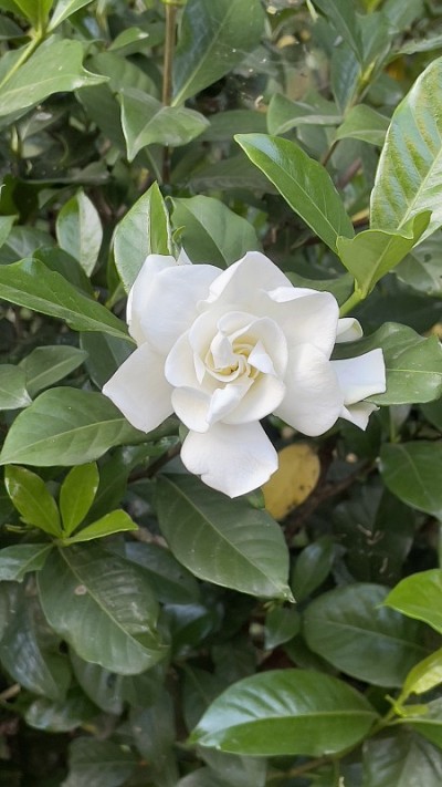 一朵美丽的白花和绿叶