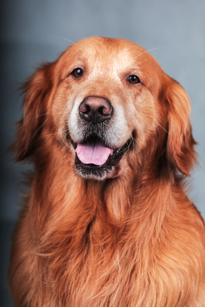 金毛猎犬的狗