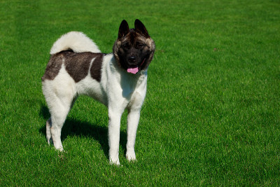 犬种美国秋田犬