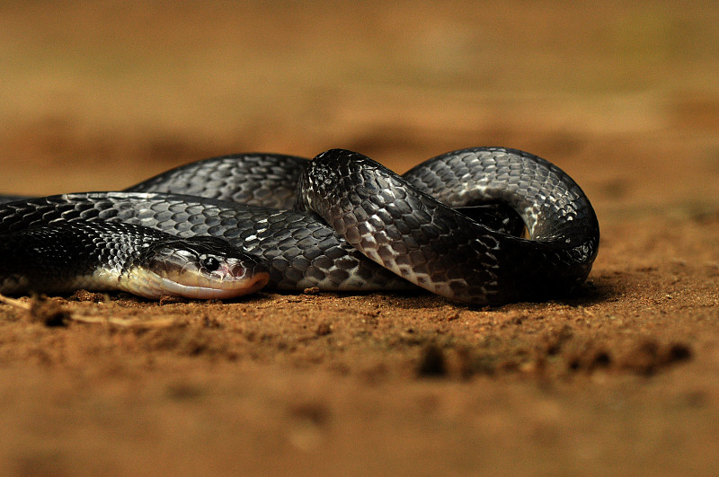 Indian krait