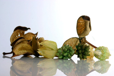百花香混合