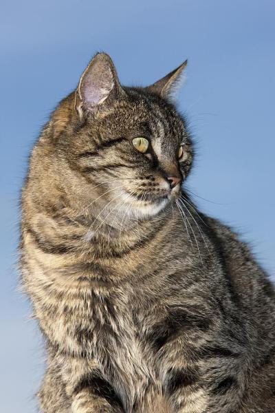 棕色虎斑家猫，女性画像，诺曼底