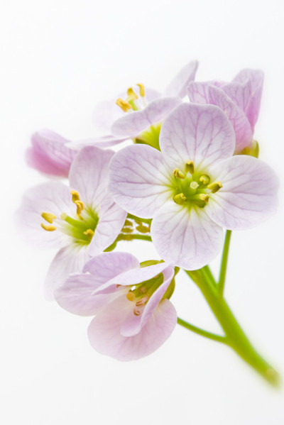 白花酢浆草。Cardamine pratensis