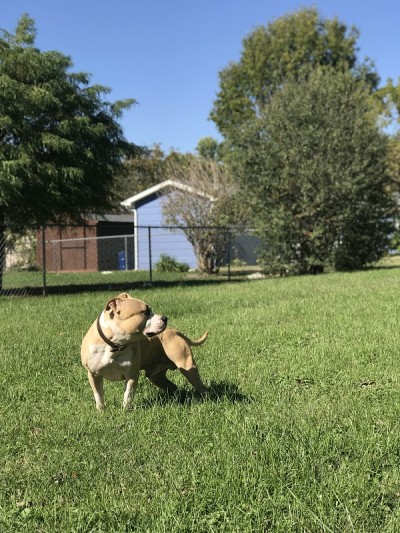 美国比特犬