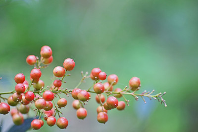 家庭Nandina