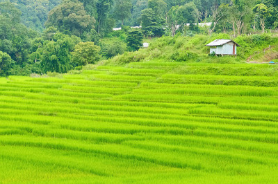 泰国克伦村的年轻梯田水稻种植园
