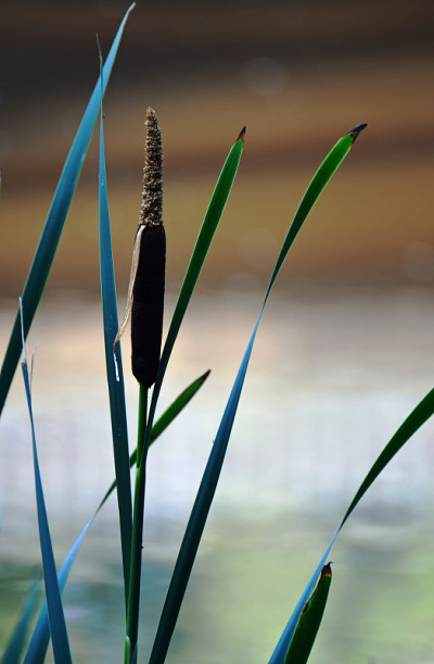 香蒲、芦苇