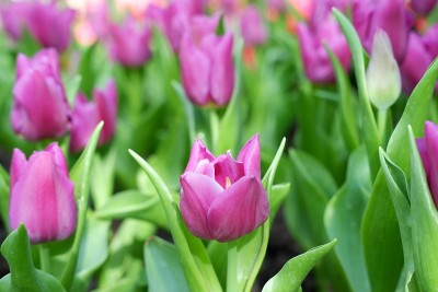 美丽的郁金香花