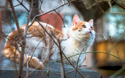 猫坐在篱笆上捉鸟