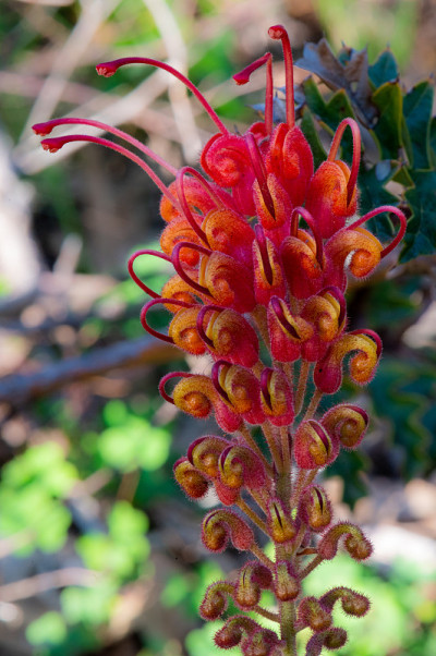 灰villea(“灰villea bipinnatifida”)，一种西澳大利亚特有的灌木