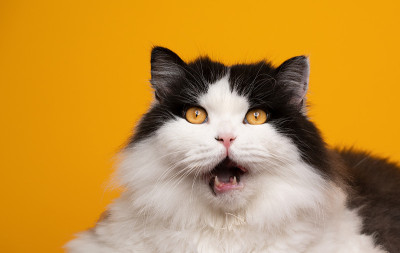 搞笑脸英国长毛猫，黑白相间的毛看起来震惊了，张着嘴
