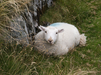 Sheepy隐藏