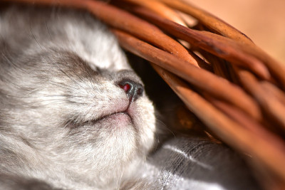 小猫