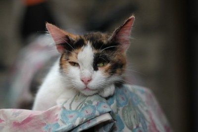 爱猫者