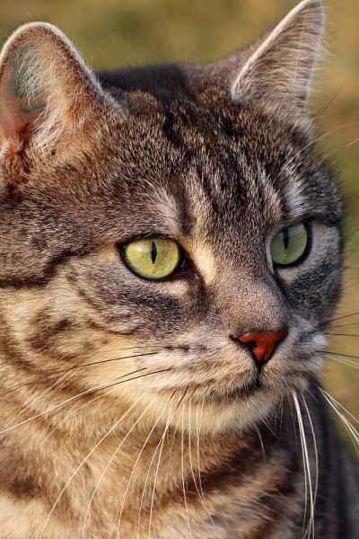 Kater