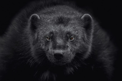 狼獾(Gulo Gulo)特写在黑色的背景