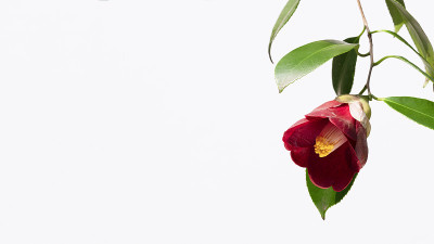 山茶花