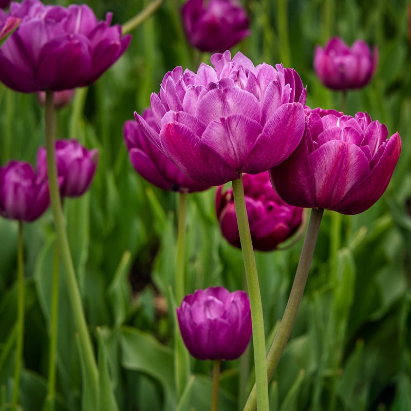 郁金香双炫目花