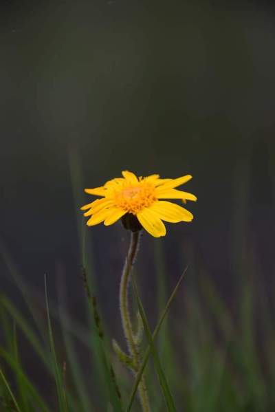 黄色的花