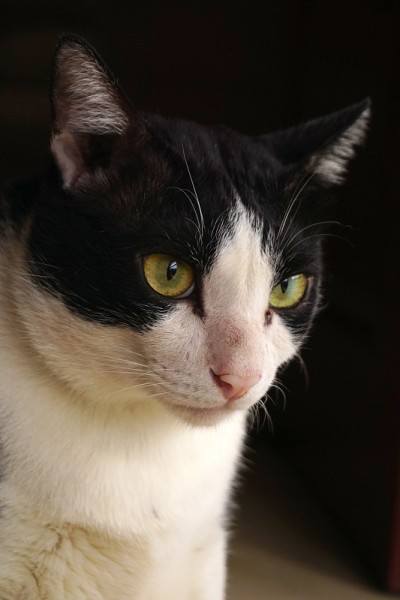 黑白家猫