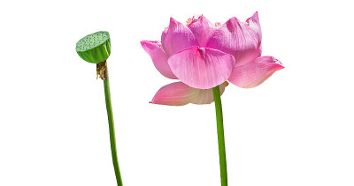 莲花