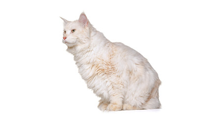可爱的纯种猫的肖像，大毛茸茸的缅因猫坐在地板上孤立的白色工作室背景。动物的生活概念