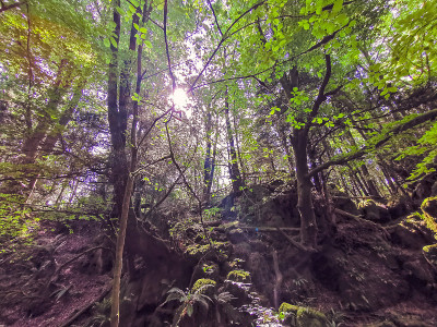 神奇的Puzzlewood
