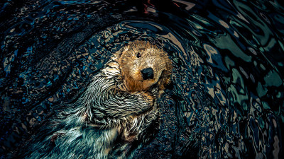 水獭
