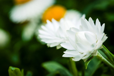 花盛开