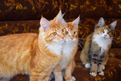 巨型缅因猫。梅因库猫，家养纯种猫
