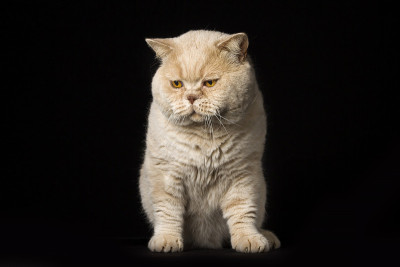 英国的猫