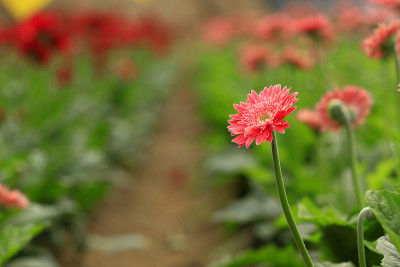 黛西和非洲菊